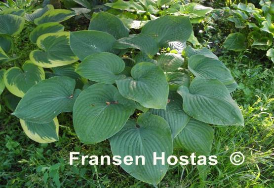 Hosta Gitchigumi
