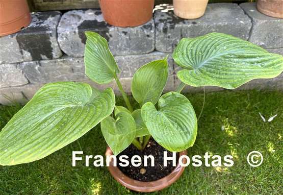 Hosta Gitchigumi