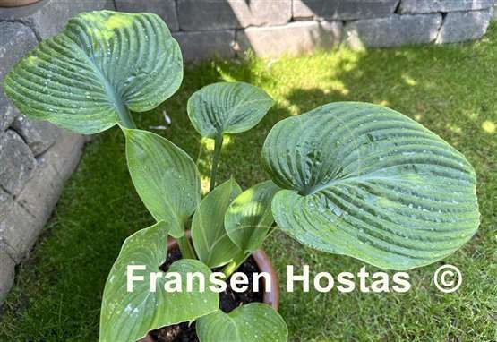 Hosta Gitchigumi