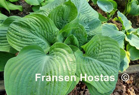Hosta Gitchigumi