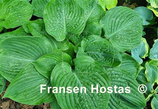 Hosta Gitchigumi