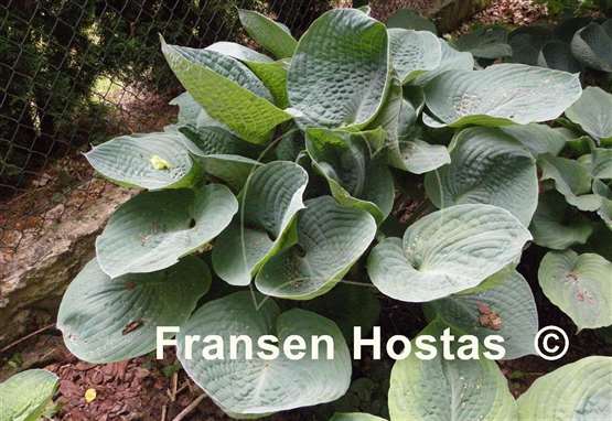 Hosta Glacial Lake