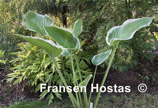 Hosta Glacial Towers