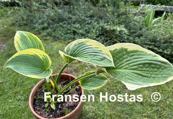 Hosta Glacial Towers