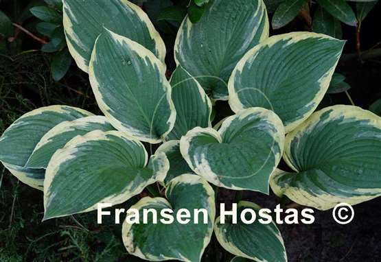 Hosta Glacial Towers