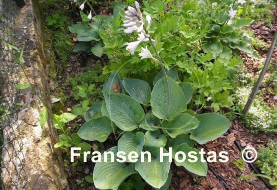 Hosta Glacial Lake