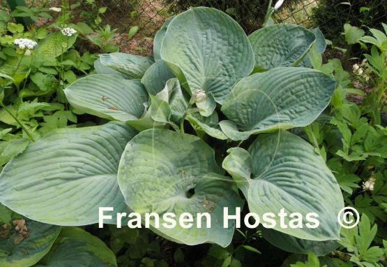 Hosta Glacial Lake