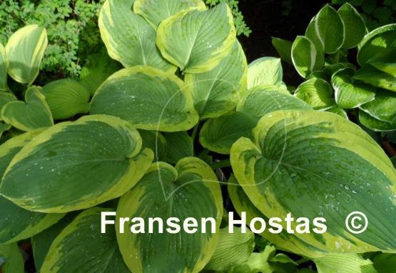 Hosta Glacial Towers