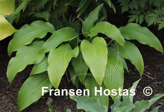 Hosta Glacier Cascade