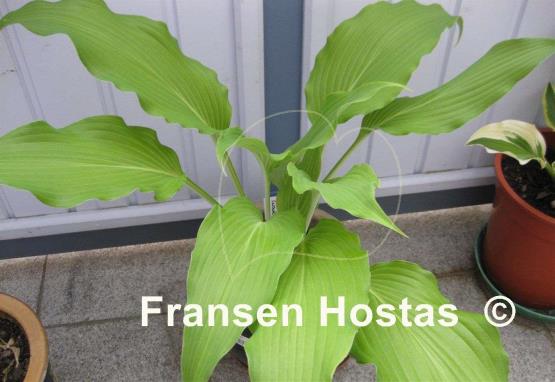 Hosta Glacier Cascade