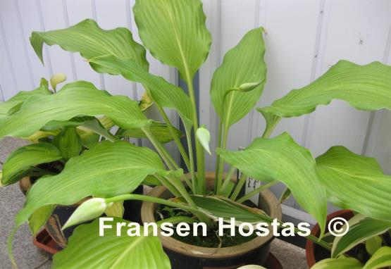 Hosta Glacier Cascade