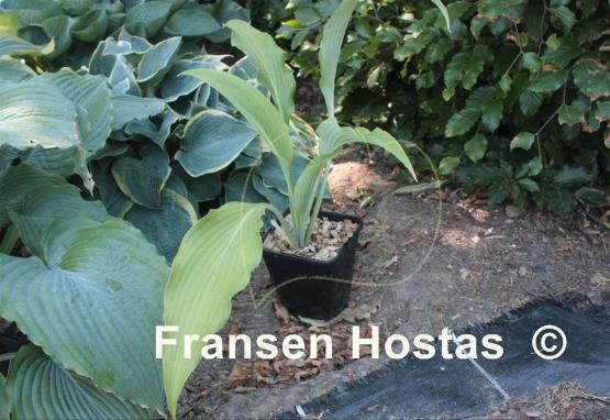 Hosta Glacier Cascade