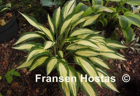 Hosta Glamour