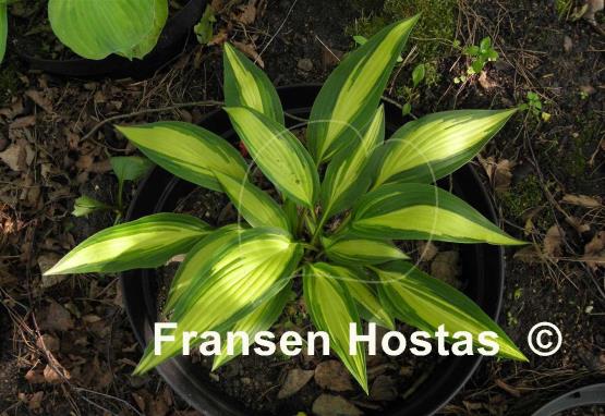 Hosta Glamour
