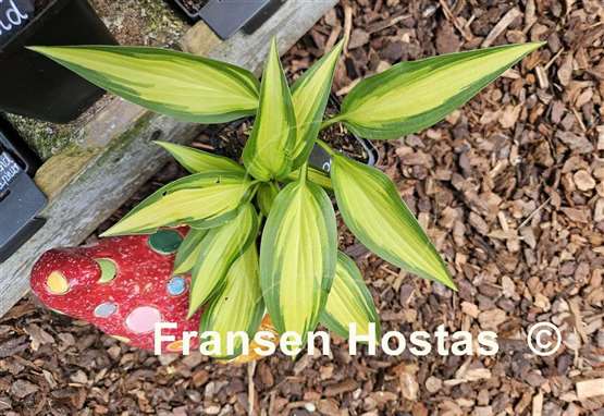 Hosta Glamour