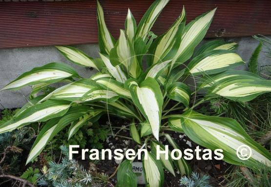 Hosta Glamour