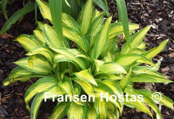 Hosta Glamour