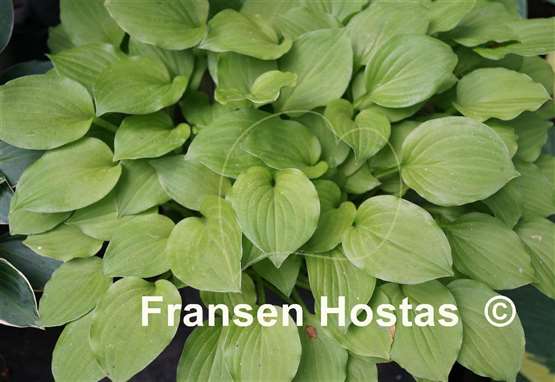 Hosta Glass Hearts