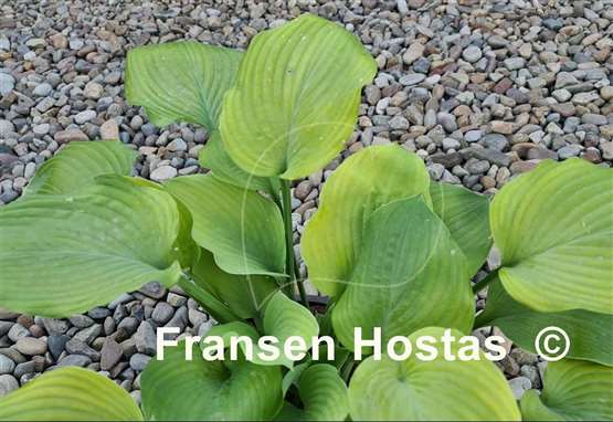 Hosta Glen Luminaria