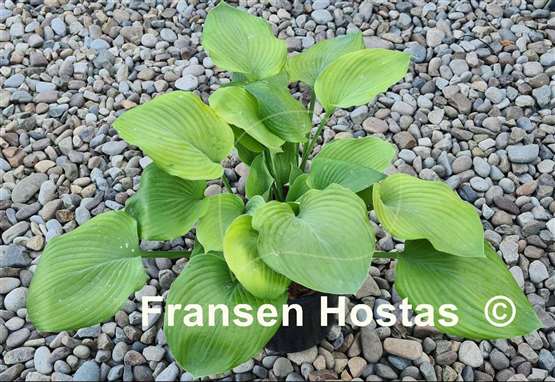 Hosta Glen Luminaria