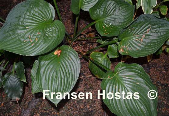 Hosta Glen Triumph