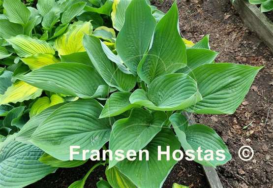Hosta Glen Triumph