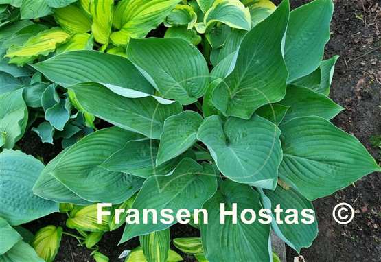 Hosta Glen Triumph