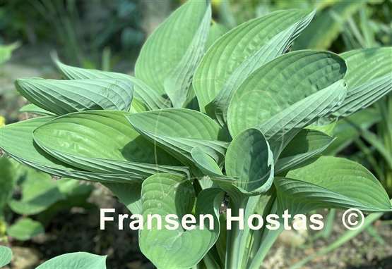 Hosta Glen Triumph