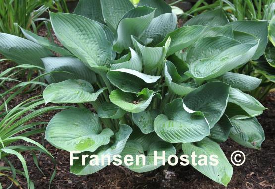Hosta Glen Triumph