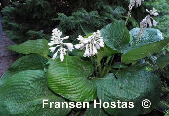 Hosta Glitter