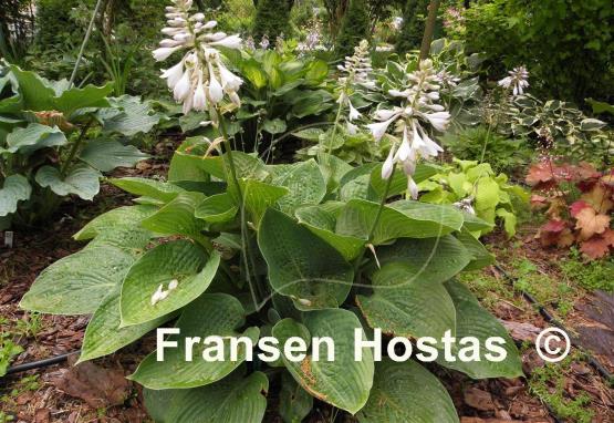 Hosta Glitter