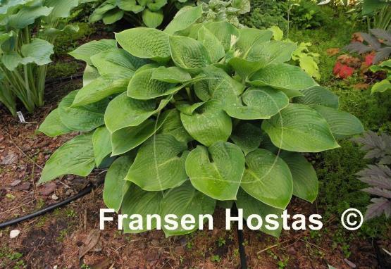 Hosta Glitter