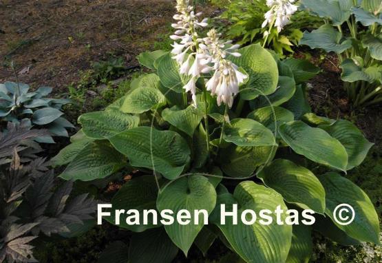Hosta Glitter