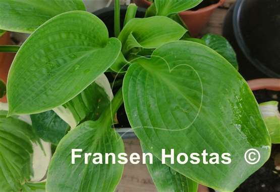 Hosta Glitter 