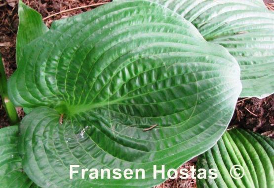 Hosta Glitter