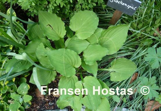 Hosta Glockenspiel