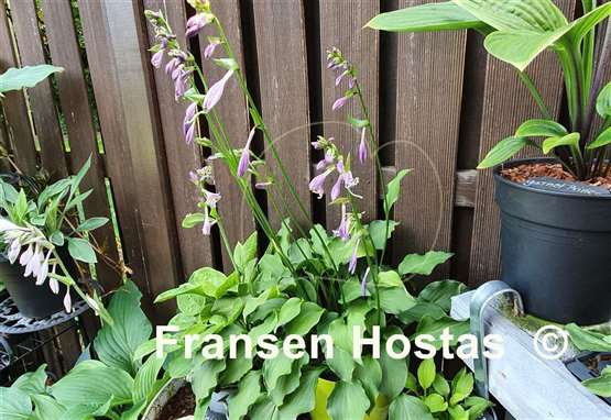 Hosta Glockenspiel