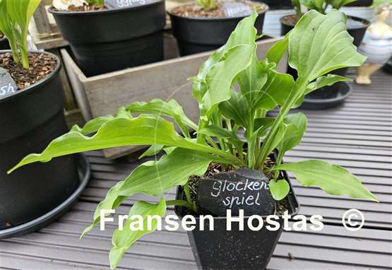 Hosta Glockenspiel