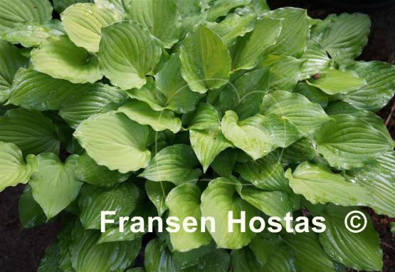 Hosta Glockenspiel