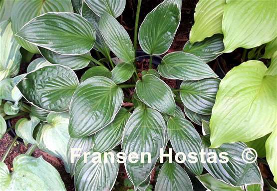 Hosta Gloriosa