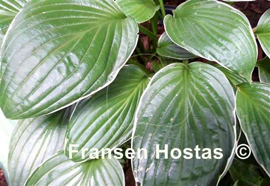 Hosta Gloriosa
