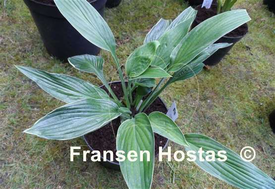 Hosta Gloriosa