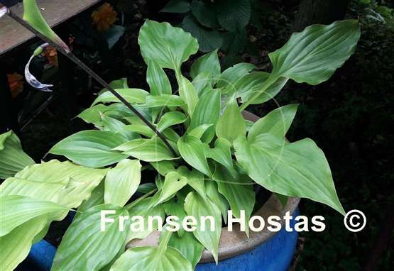 Hosta Glorious