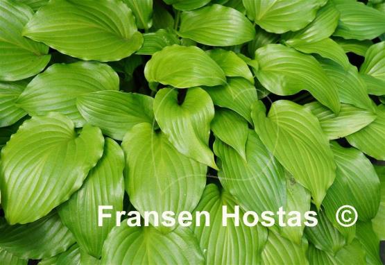 Hosta Glorious