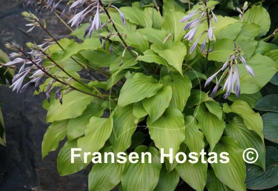Hosta Glorious