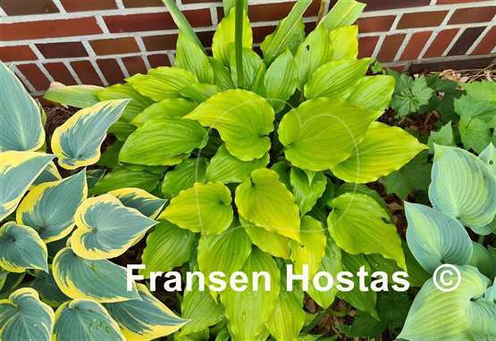 Hosta Glorious