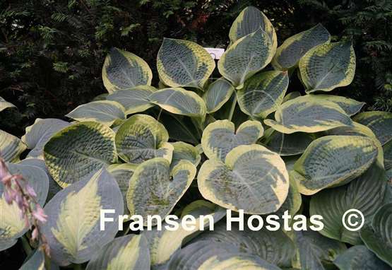 Hosta Glory Hallelujah