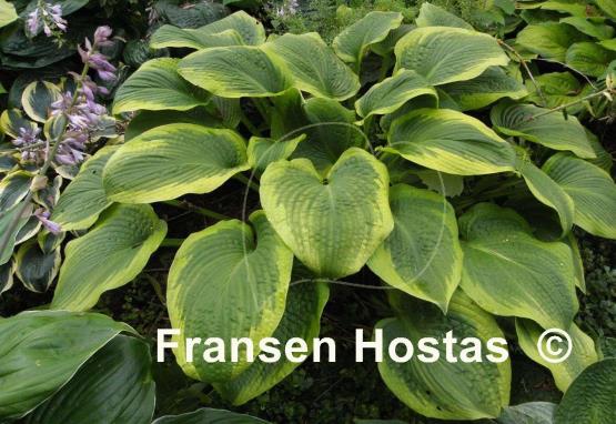 Hosta Glory Hallelujah