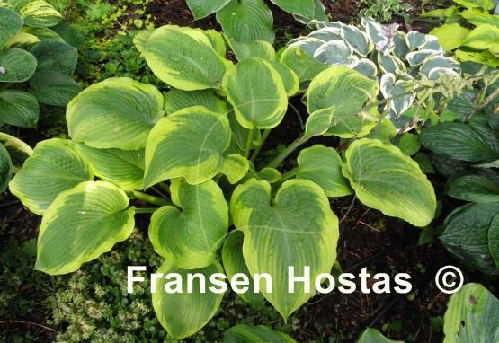 Hosta Glory Hallelujah