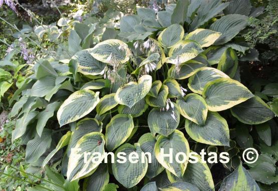Hosta Glory Hallelujah